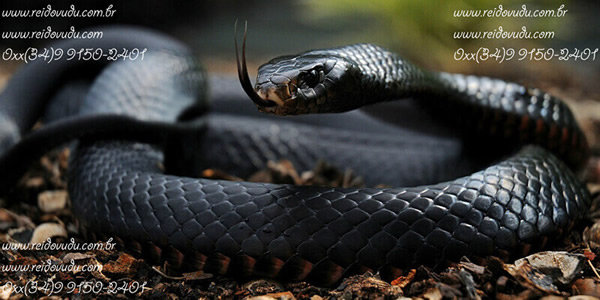 serpente negra